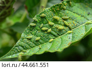 Ants and Aphids. Insect pests. Little black aphid Colony on a green leaf. Lice pest infestation. Aphids on the stem and leaves of a plant. Hemiptera, Caterpillar eating leaf. Garden Parasite Macro. Стоковое AI-изображение, AI-художник Марина Демидюк / Фотобанк Лори