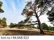 Танцующие сосны. Поселок Кужир. Остров Ольхон. Стоковое фото, фотограф Александр Тараканов / Фотобанк Лори