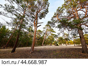 Сосновый парк в поселке Кужир. Остров Ольхон. Стоковое фото, фотограф Александр Тараканов / Фотобанк Лори