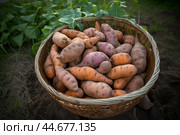 Satisfying Sweet potato harvest food. Generate Ai. Стоковое AI-изображение, AI-художник Иван Рябоконь / Фотобанк Лори
