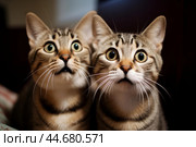 Stupefied Surprised cats. Generate Ai. Стоковое AI-изображение, AI-художник Иван Рябоконь / Фотобанк Лори