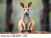 Alert wallaby in natural habitat. Стоковое AI-изображение, AI-художник Иван Рябоконь / Фотобанк Лори