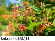 Lonicera sempervirens flowers, common names coral honeysuckle, trumpet honeysuckle, or scarlet honeysuckle, in bloom. Стоковое фото, фотограф Ольга Сейфутдинова / Фотобанк Лори