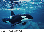 Large beautiful orca whale swimming in deep blue water. Стоковое AI-изображение, AI-художник Иван Рябоконь / Фотобанк Лори