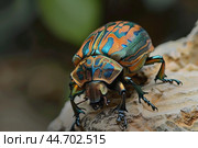 Colorful metallic jewel beetle posing on a rock. Стоковое AI-изображение, AI-художник Иван Рябоконь / Фотобанк Лори