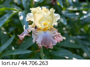 Iris barbata High Chaparral close up. Стоковое фото, фотограф Ольга Сейфутдинова / Фотобанк Лори