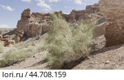 The saxaul tree grows in a desert area among the rocks of the canyon. Стоковое видео, видеограф Ярославский Максим / Фотобанк Лори
