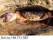 Каменный краб на чёрном море, село Криница (2023 год). Стоковое фото, фотограф Виктория Нестерова / Фотобанк Лори