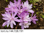 Colchicum autumnale 'Waterlily' an autumn fall flower bulb plant commonly known as Autumn Crocus stock photo image. Стоковое фото, фотограф Ольга Сейфутдинова / Фотобанк Лори