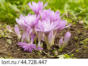 Colchicum Waterlily purple flowers in garden. Стоковое фото, фотограф Ольга Сейфутдинова / Фотобанк Лори