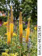 Eremurus Cleopatra Foxtail Lily in flowers garden. Стоковое фото, фотограф Ольга Сейфутдинова / Фотобанк Лори