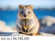 Cute Quokka in the wild. Стоковое AI-изображение, AI-художник Veniamin Kraskov / Фотобанк Лори