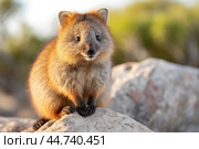 Cute Quokka in the wild. Стоковое AI-изображение, AI-художник Veniamin Kraskov / Фотобанк Лори