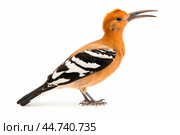 Eurasian hoopoe (Upupa epops) on white background. Стоковое AI-изображение, AI-художник Veniamin Kraskov / Фотобанк Лори