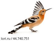 Eurasian hoopoe (Upupa epops) on white background. Стоковое AI-изображение, AI-художник Veniamin Kraskov / Фотобанк Лори