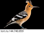 Eurasian hoopoe (Upupa epops) in the wild. Стоковое AI-изображение, AI-художник Veniamin Kraskov / Фотобанк Лори