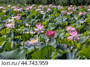 Россия. Астрахань. Долина лотосов в дельте Волги. Russia. Astrakhan. Lotus Valley in the Volga Delta. (2024 год). Стоковое фото, фотограф Алексей Смышляев / Фотобанк Лори