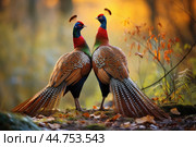 Lover couple of pheasants in the wild. Стоковое AI-изображение, AI-художник Veniamin Kraskov / Фотобанк Лори