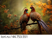 Lover couple of pheasants in the wild. Стоковое AI-изображение, AI-художник Veniamin Kraskov / Фотобанк Лори