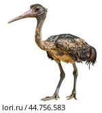 Lesser adjutant stork isolated on transparent background. Стоковое AI-изображение, AI-художник Иван Рябоконь / Фотобанк Лори