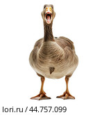 Quacking goose on transparent background. Стоковое AI-изображение, AI-художник Иван Рябоконь / Фотобанк Лори