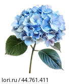 Blue hydrangea flower with green leaves isolated on white background. Стоковое AI-изображение, AI-художник Иван Рябоконь / Фотобанк Лори