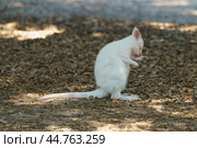 Photography of white kangaroo. Bennett's wallaby in sunny summer. She licking paw very attentively. High resolution image. Стоковое фото, фотограф YuryKara / Фотобанк Лори