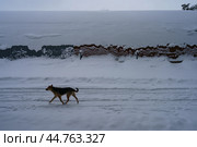 Собака бежит по снежной улице. Стоковое фото, фотограф YuryKara / Фотобанк Лори
