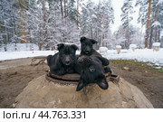 Funny stray dogs in winter. Стоковое фото, фотограф YuryKara / Фотобанк Лори