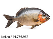 Piranha fish (Pygocentrus nattereri) close up. Стоковое AI-изображение, AI-художник Veniamin Kraskov / Фотобанк Лори