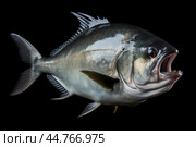 Piranha fish (Pygocentrus nattereri) close up. Стоковое AI-изображение, AI-художник Veniamin Kraskov / Фотобанк Лори