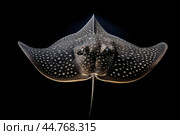 Shark ray fish close-up. Стоковое AI-изображение, AI-художник Veniamin Kraskov / Фотобанк Лори
