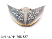 Shark ray fish close-up. Стоковое AI-изображение, AI-художник Veniamin Kraskov / Фотобанк Лори