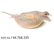Shark ray fish close-up. Стоковое AI-изображение, AI-художник Veniamin Kraskov / Фотобанк Лори