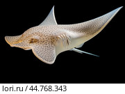 Shark ray fish close-up. Стоковое AI-изображение, AI-художник Veniamin Kraskov / Фотобанк Лори
