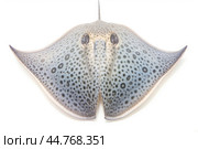Shark ray fish close-up. Стоковое AI-изображение, AI-художник Veniamin Kraskov / Фотобанк Лори