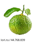 Fresh green bergamot fruit hanging on branch. Стоковое AI-изображение, AI-художник Иван Рябоконь / Фотобанк Лори