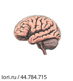 Realistic human brain illustration showing cerebrum, cerebellum and brain stem. Стоковое AI-изображение, AI-художник Иван Рябоконь / Фотобанк Лори