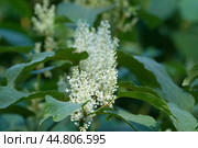 Reynoutria Sakhalin flowers in an autumh park. Стоковое фото, фотограф Александр Курлович / Фотобанк Лори