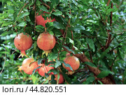Pomegranate fruits riping on the tree. Uzbekistan. Стоковое фото, фотограф Знаменский Олег / Фотобанк Лори