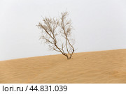 View of the Kyzylkum desert (2022 год). Стоковое фото, фотограф Юлия Белоусова / Фотобанк Лори