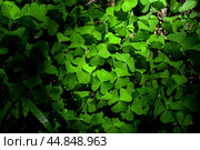 Shamrock Clover Natural dark Background. Natural green background. Plant and herb texture. Leafs green young fresh oxalis, shamrock, trefoil close-up. Green clover leaves for Saint Patrick's day. Стоковое фото, фотограф Павел Муравьев / Фотобанк Лори