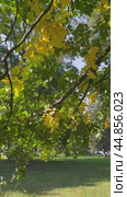 Vertical video of autumn foliage of deciduous elm tree (Lat. Ulmus L.) Natural background of green and yellow foliage swaying in breeze on city park at sunny September day. Seasonal nature backdrop. Стоковое видео, видеограф Виктория Катьянова / Фотобанк Лори