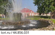 PETERGOF, SAINT PETERSBURG, RUSSIA - September 17, 2024: Video of Lower Park of Peterhof and Sheaf fountain in front of Monplaisir Palace-Museum - Peter Great's favorite country palace. Редакционное видео, видеограф Виктория Катьянова / Фотобанк Лори