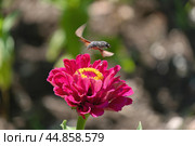 Бражник над цветком собирает нектар. Стоковое фото, фотограф MК / Фотобанк Лори