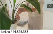 A woman's hands close-up cuts off a dry leaf with scissors from a Strelitzia nicolai plant. This woman enjoys caring for her indoor plants and experimenting with different gardening techniques in home. Стоковое видео, видеограф Андрей Журавлев / Фотобанк Лори