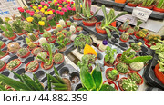 Moscow, March 19 2024, A colorful assortment of cacti and succulents are displayed in a nursery. The plants are arranged in various colors and sizes, creating a vibrant and lively atmosphere. Редакционное фото, фотограф Скрипачев Антон / Фотобанк Лори