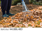 A bunch of autumn leaves and a woman is doing a general cleaning in the garden. In autumn, people clean the lawn of dry leaves. Gardening. Garden cleaning. Стоковое фото, фотограф Photojuli / Фотобанк Лори
