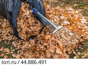A bunch of autumn leaves and a rake in the garden. In autumn, people clean the lawn of dry leaves. Gardening. Garden cleaning. Стоковое фото, фотограф Photojuli / Фотобанк Лори