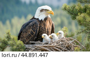Adult bald eagle guarding young eaglets in nest. Стоковое AI-изображение, AI-художник Юрий Поздников / Фотобанк Лори